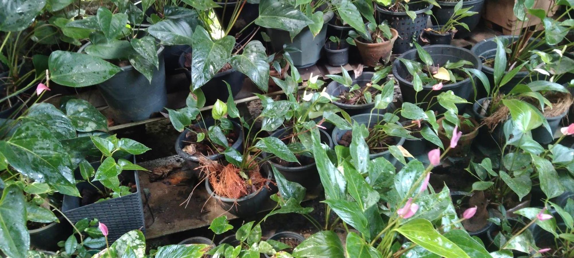 Kanneliya Eco Garden Hotel Koralegama Esterno foto